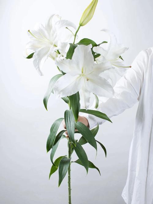 卡萨布兰卡花的花语和寓意，卡萨布兰花图片-第5张图片-优品飞百科