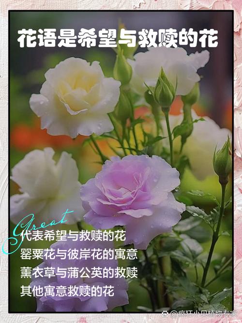 卡萨布兰卡花的花语和寓意，卡萨布兰花图片-第6张图片-优品飞百科