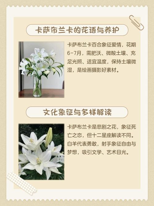 卡萨布兰卡花的花语和寓意，卡萨布兰花图片-第7张图片-优品飞百科