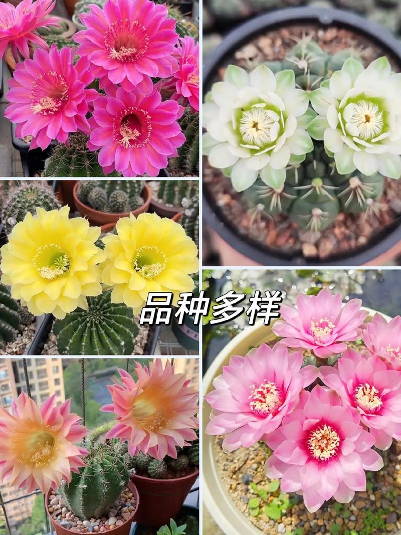 绯花玉及其品种，绯花玉及其品种介绍？