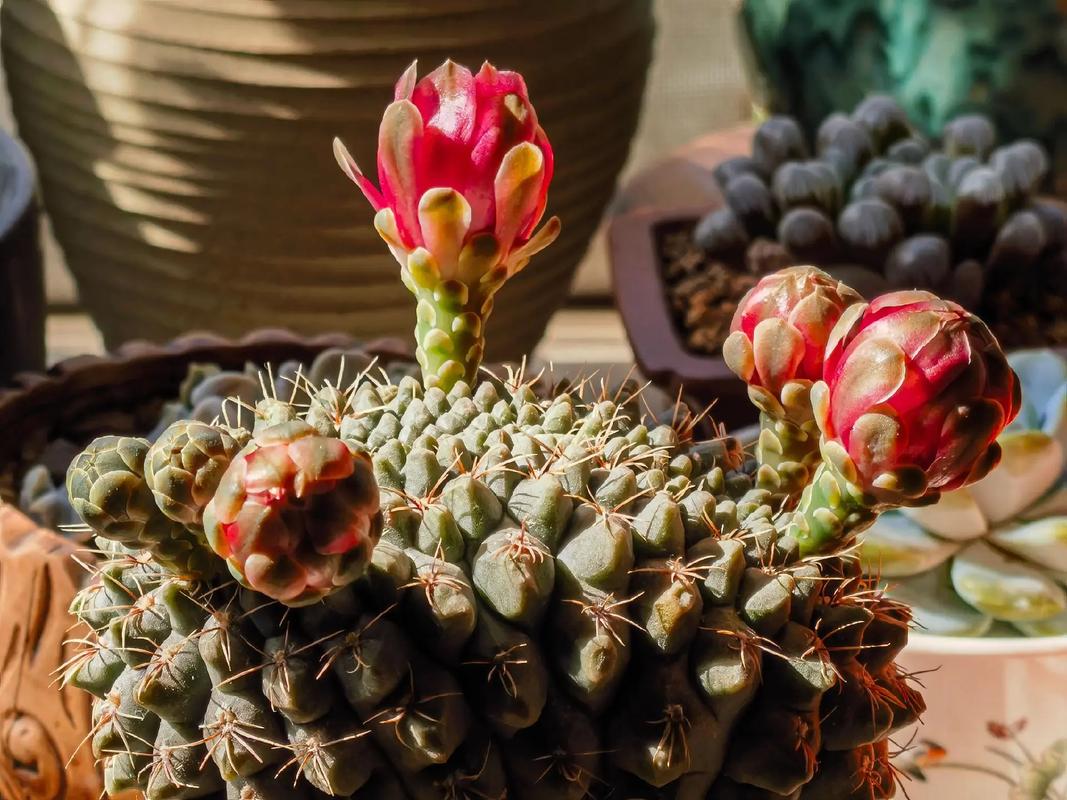 绯花玉及其品种，绯花玉及其品种介绍？-第2张图片-优品飞百科