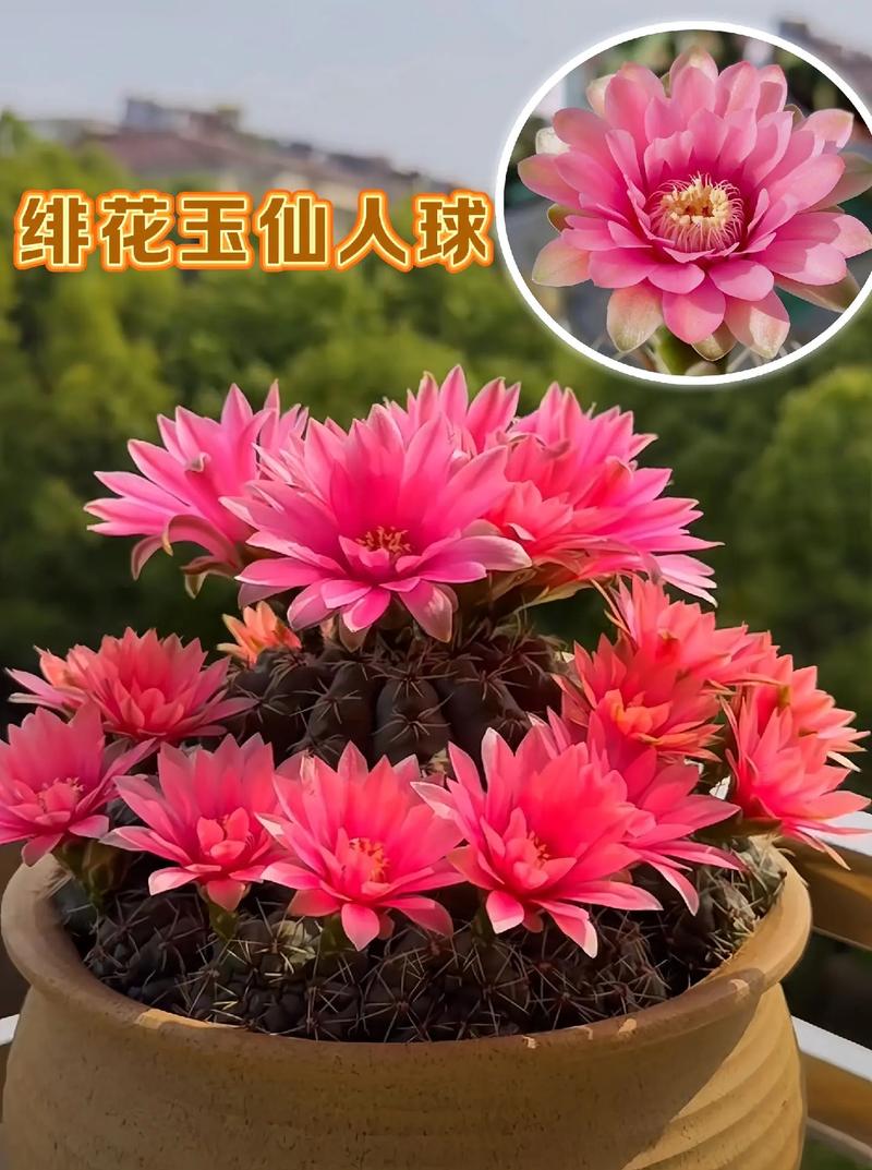 绯花玉及其品种，绯花玉及其品种介绍？-第3张图片-优品飞百科