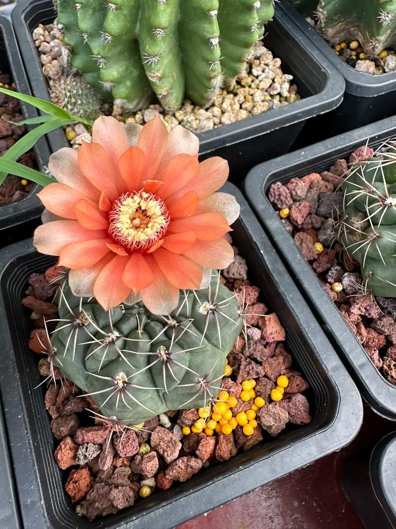 绯花玉及其品种，绯花玉及其品种介绍？-第4张图片-优品飞百科