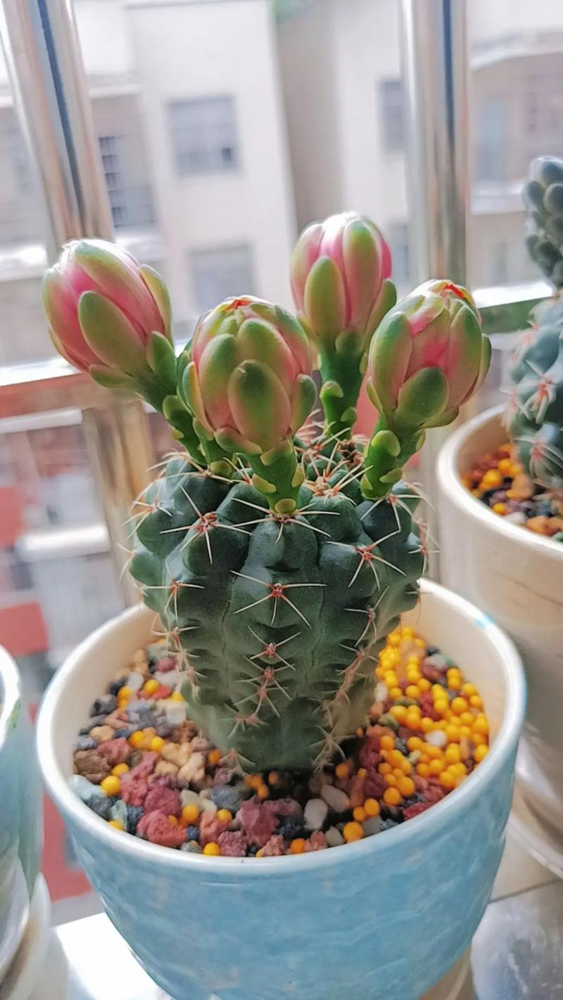 绯花玉及其品种，绯花玉及其品种介绍？-第5张图片-优品飞百科