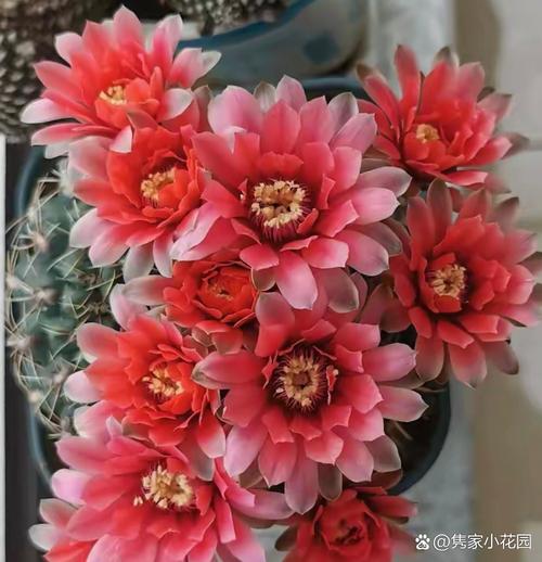 绯花玉及其品种，绯花玉及其品种介绍？-第7张图片-优品飞百科