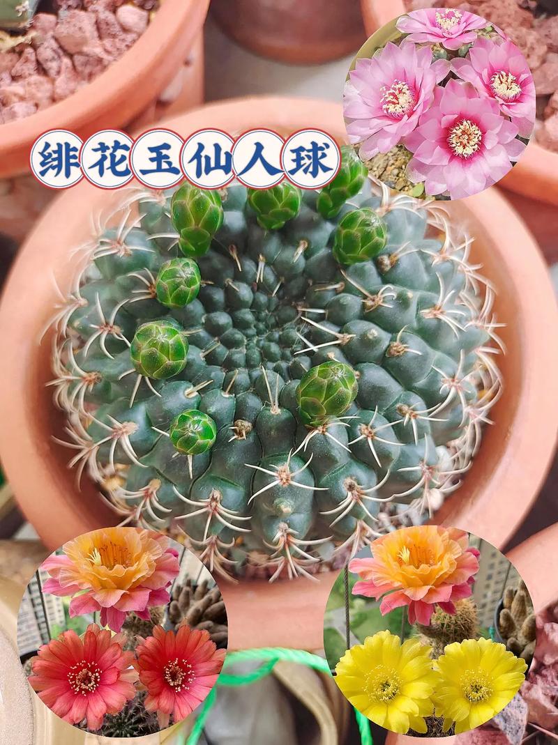绯花玉及其品种，绯花玉及其品种介绍？-第8张图片-优品飞百科