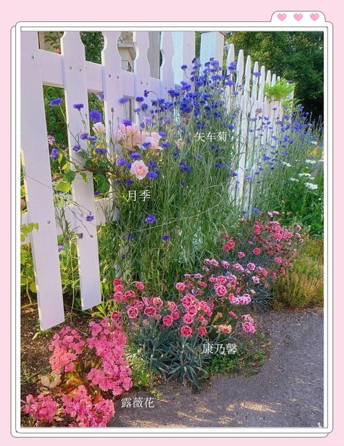 长春花和长寿花的区别？长春花寿命？