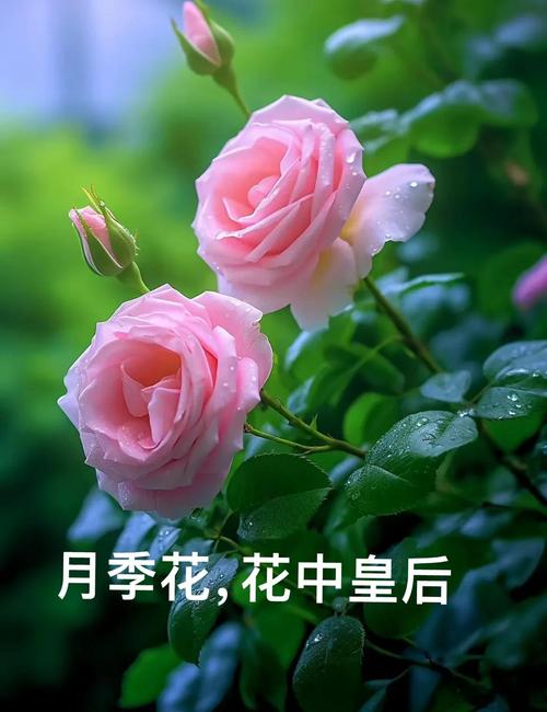 长春花和长寿花的区别？长春花寿命？-第2张图片-优品飞百科