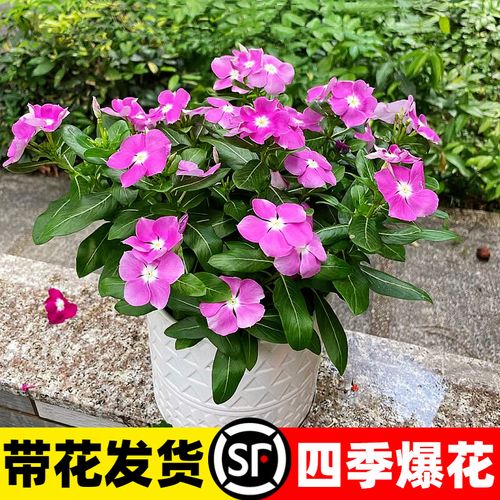 长春花和长寿花的区别？长春花寿命？-第4张图片-优品飞百科