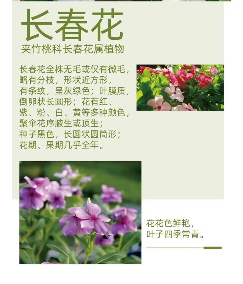 长春花和长寿花的区别？长春花寿命？-第5张图片-优品飞百科