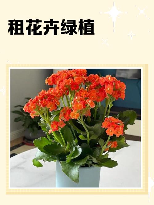 长春花和长寿花的区别？长春花寿命？-第6张图片-优品飞百科