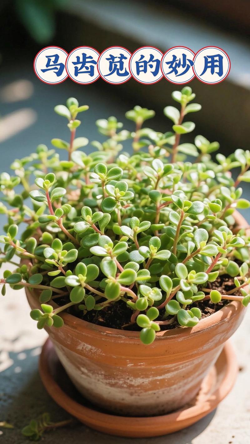 垂盆草和马齿笕有什么区别？垂盆草含马兜铃酸吗？-第1张图片-优品飞百科