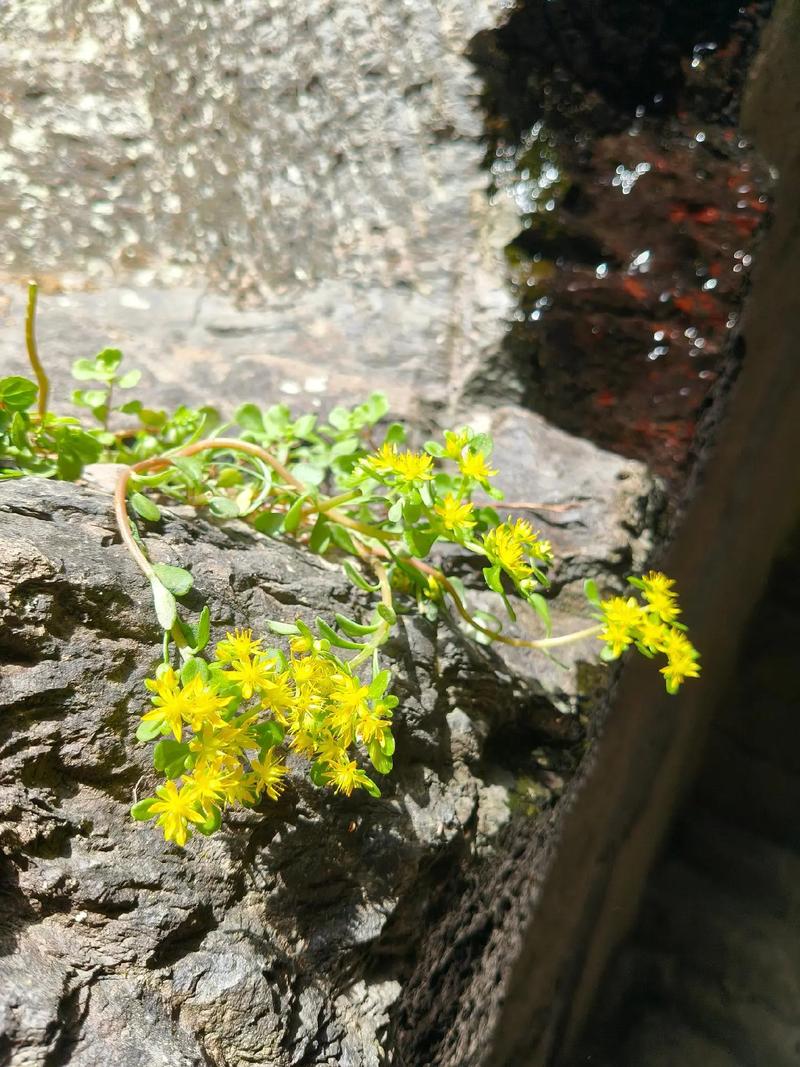 垂盆草和马齿笕有什么区别？垂盆草含马兜铃酸吗？-第2张图片-优品飞百科