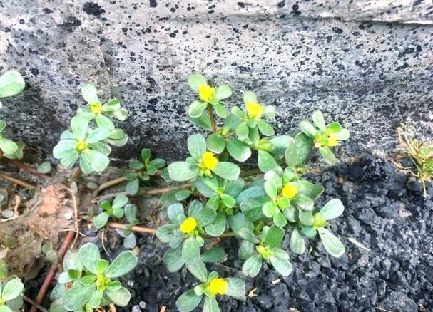 垂盆草和马齿笕有什么区别？垂盆草含马兜铃酸吗？-第3张图片-优品飞百科