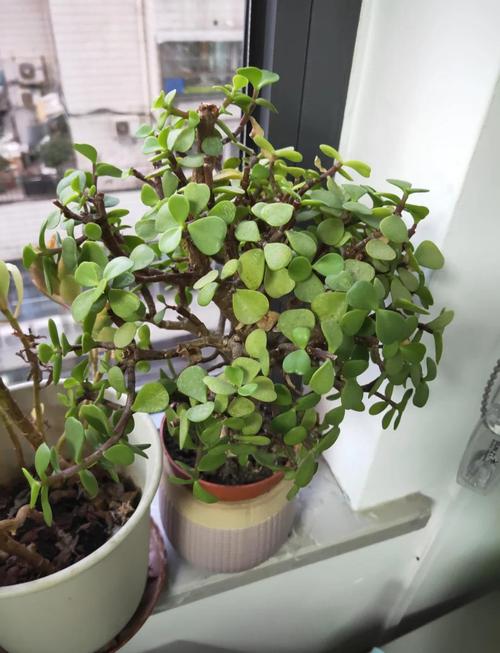 垂盆草和马齿笕有什么区别？垂盆草含马兜铃酸吗？-第4张图片-优品飞百科