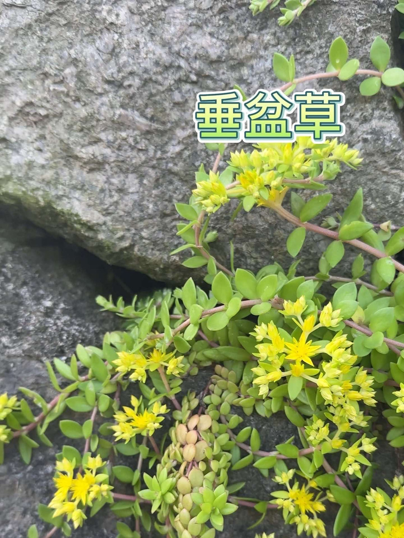 垂盆草和马齿笕有什么区别？垂盆草含马兜铃酸吗？-第5张图片-优品飞百科