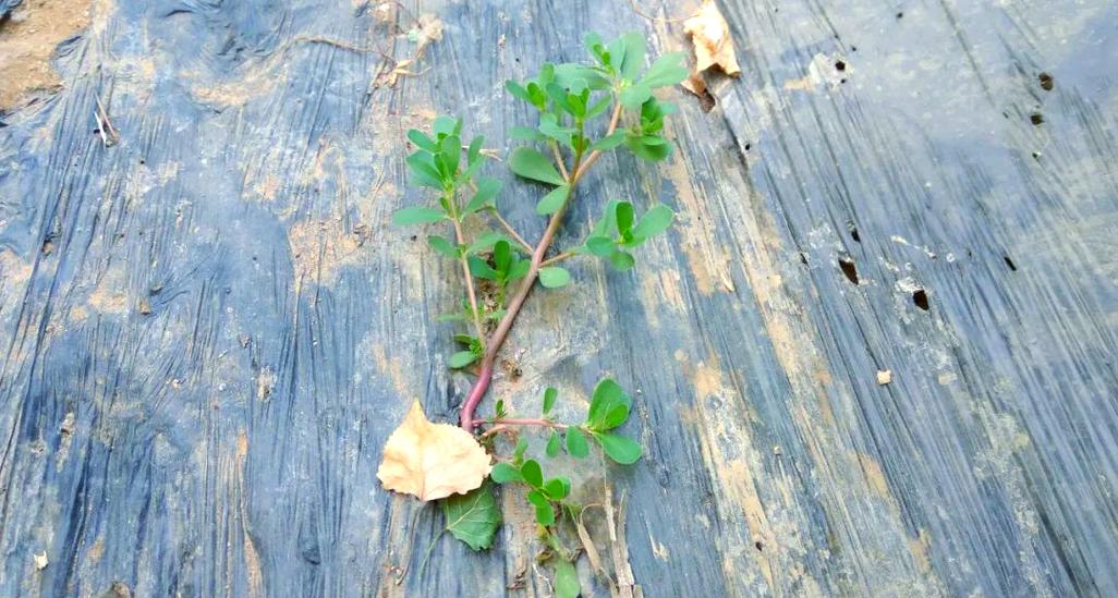 垂盆草和马齿笕有什么区别？垂盆草含马兜铃酸吗？-第6张图片-优品飞百科