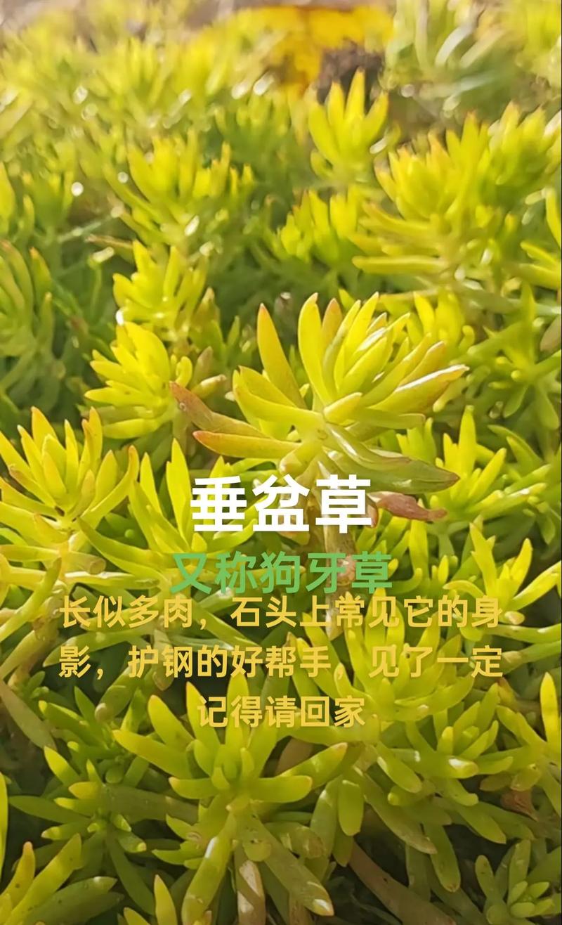 垂盆草和马齿笕有什么区别？垂盆草含马兜铃酸吗？-第7张图片-优品飞百科