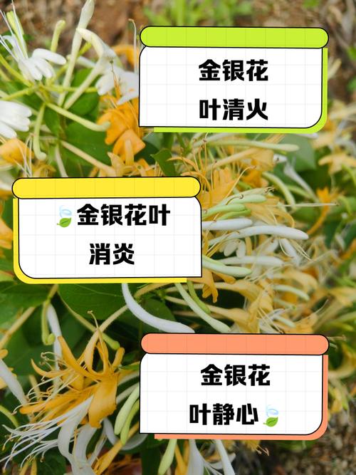 金银花叶子可以煮水吗，叶子煮水的功效，金银花叶可以泡水喝吗?？