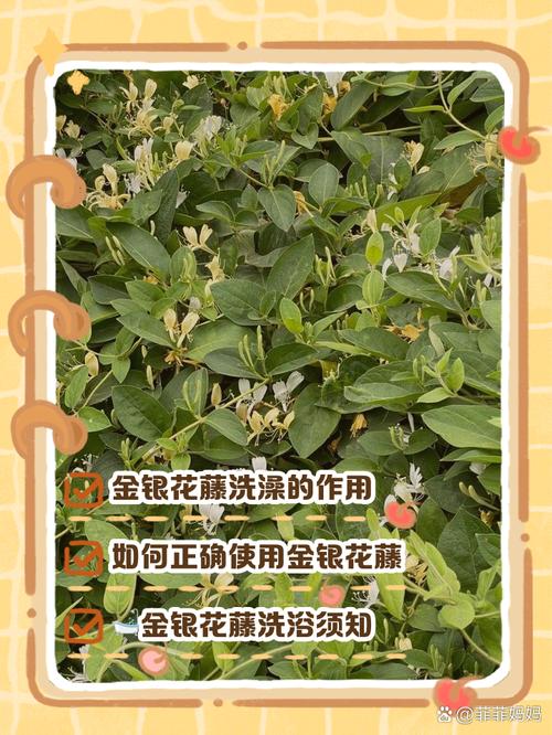 金银花叶子可以煮水吗，叶子煮水的功效，金银花叶可以泡水喝吗?？-第3张图片-优品飞百科
