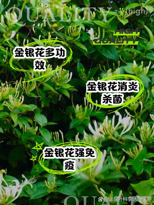 金银花叶子可以煮水吗，叶子煮水的功效，金银花叶可以泡水喝吗?？-第4张图片-优品飞百科