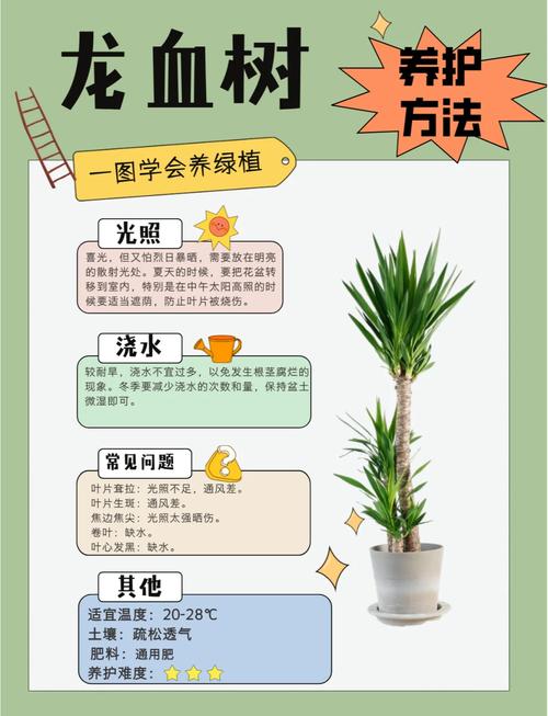 龙血树的寓意与风水，龙血树的寓意与风水怎么浇水？-第2张图片-优品飞百科