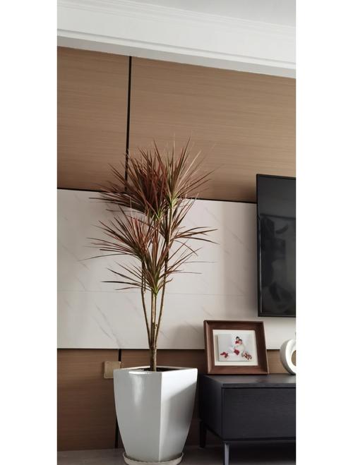 龙血树的寓意与风水，龙血树的寓意与风水怎么浇水？-第3张图片-优品飞百科