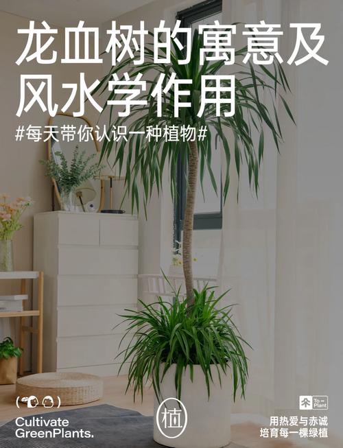 龙血树的寓意与风水，龙血树的寓意与风水怎么浇水？-第4张图片-优品飞百科