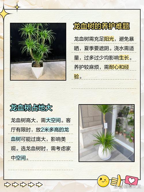 龙血树的寓意与风水，龙血树的寓意与风水怎么浇水？-第5张图片-优品飞百科