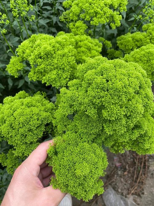 夕雾花的作用用途，夕雾花寓意-第1张图片-优品飞百科