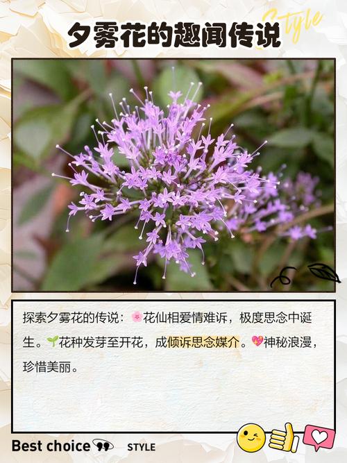 夕雾花的作用用途，夕雾花寓意-第2张图片-优品飞百科