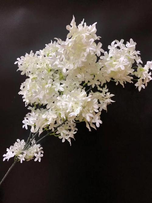 夕雾花的作用用途，夕雾花寓意-第3张图片-优品飞百科