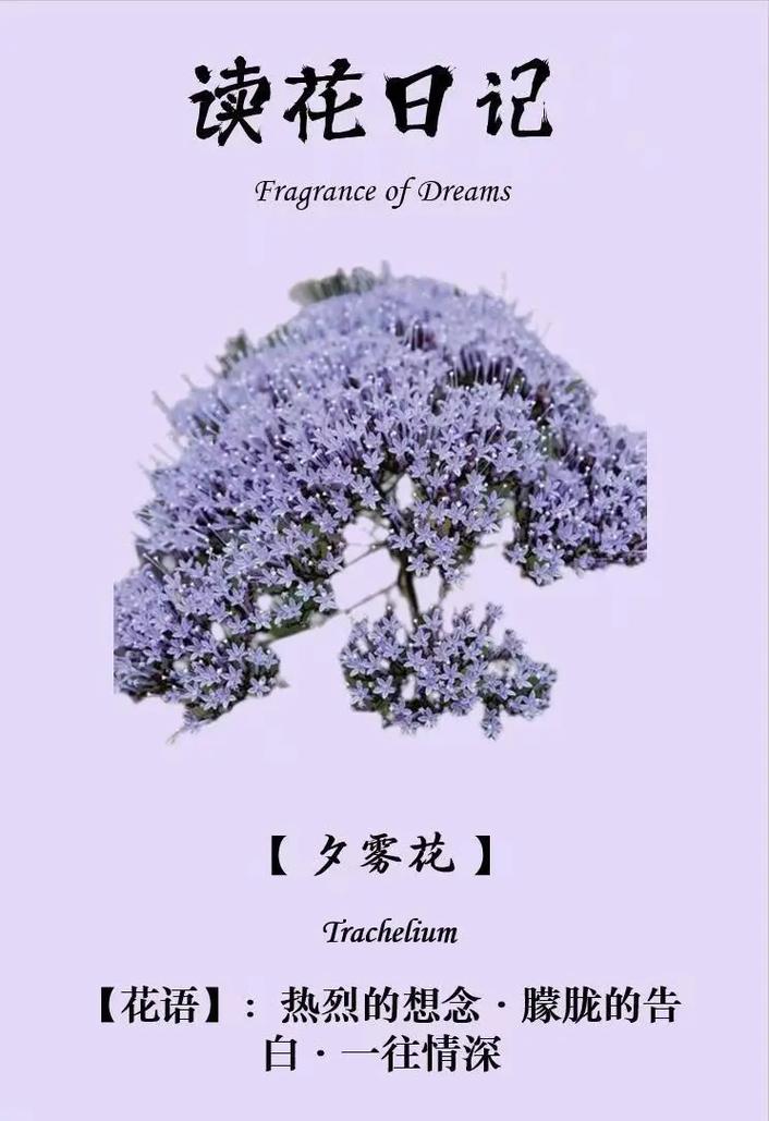 夕雾花的作用用途，夕雾花寓意-第4张图片-优品飞百科