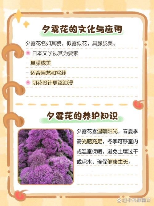 夕雾花的作用用途，夕雾花寓意-第5张图片-优品飞百科