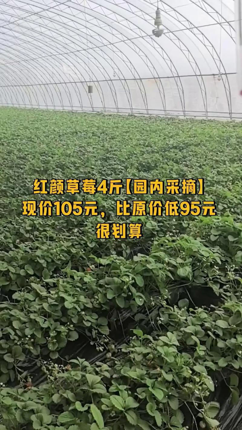 草莓多少钱一斤,现在草莓多少钱一斤?-第1张图片-优品飞百科 草莓多少钱一斤,现在草莓多少钱一斤?-第1张图片-优品飞百科