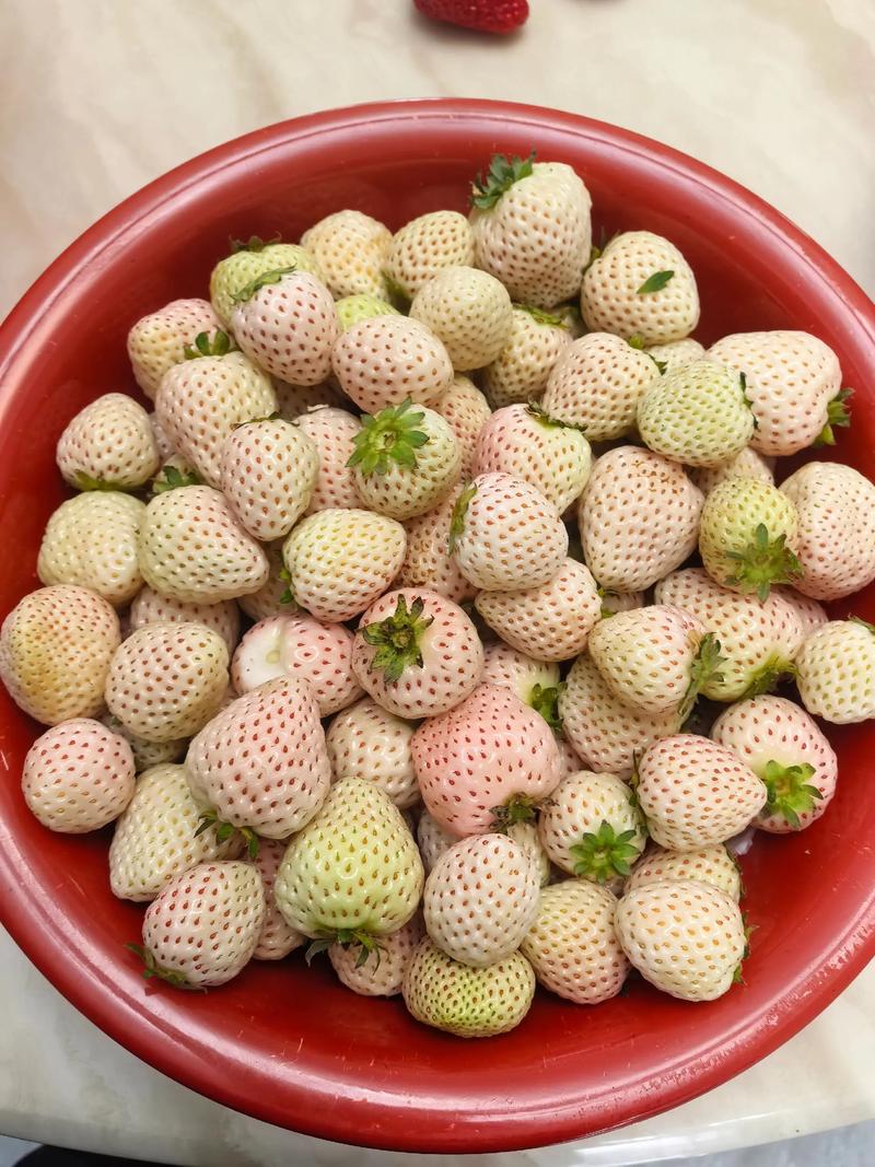 草莓多少钱一斤,现在草莓多少钱一斤?-第2张图片-优品飞百科 草莓多少钱一斤,现在草莓多少钱一斤?-第2张图片-优品飞百科