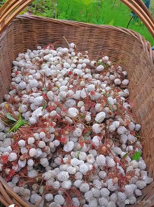 草莓多少钱一斤,现在草莓多少钱一斤?-第4张图片-优品飞百科 草莓多少钱一斤,现在草莓多少钱一斤?-第4张图片-优品飞百科