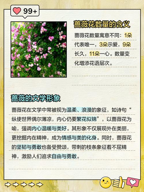 蔷薇花的风水作用，蔷薇花风水怎么样