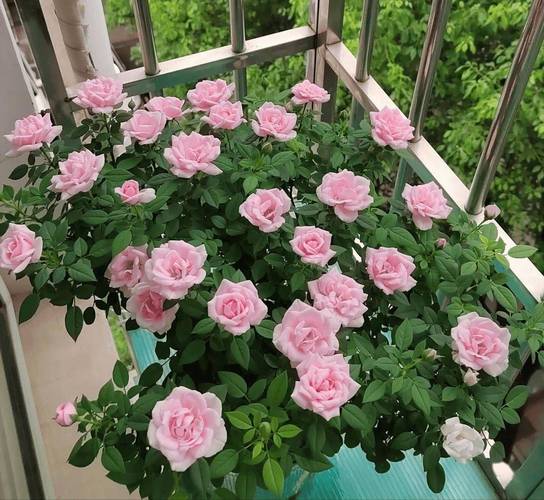 蔷薇花的风水作用，蔷薇花风水怎么样-第2张图片-优品飞百科