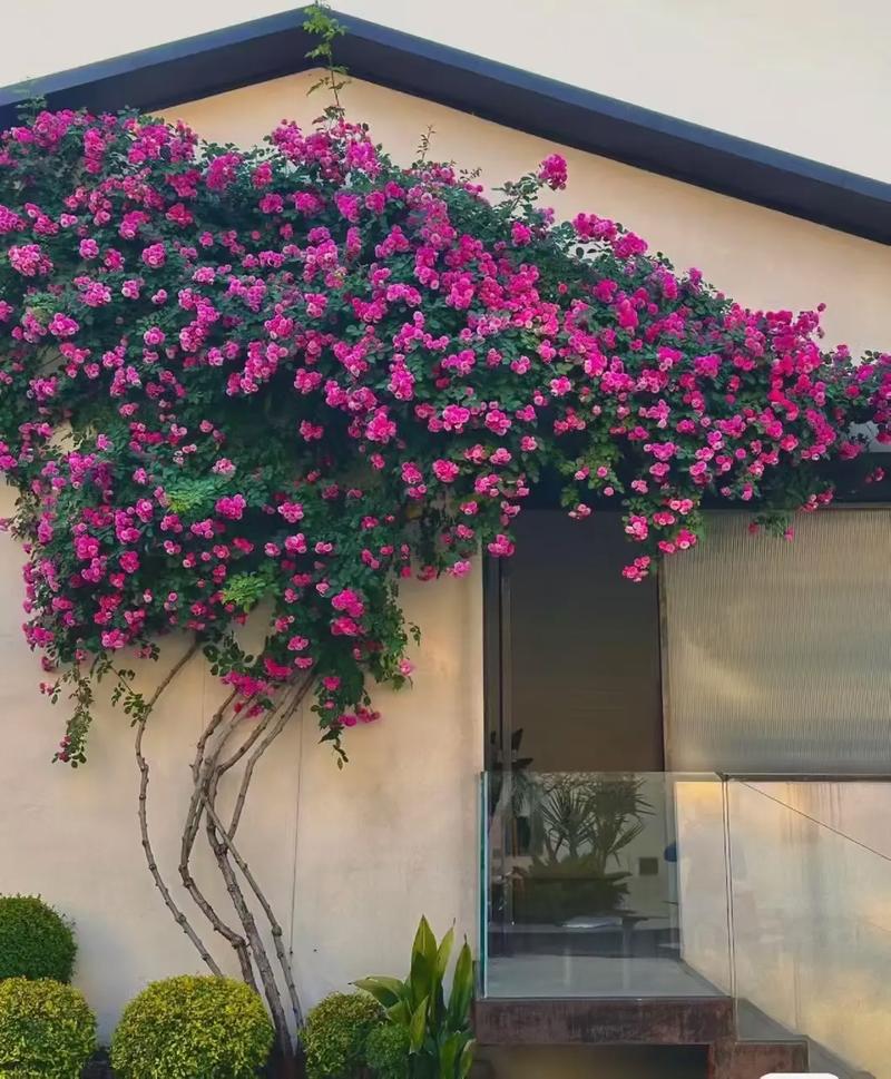 蔷薇花的风水作用，蔷薇花风水怎么样-第3张图片-优品飞百科