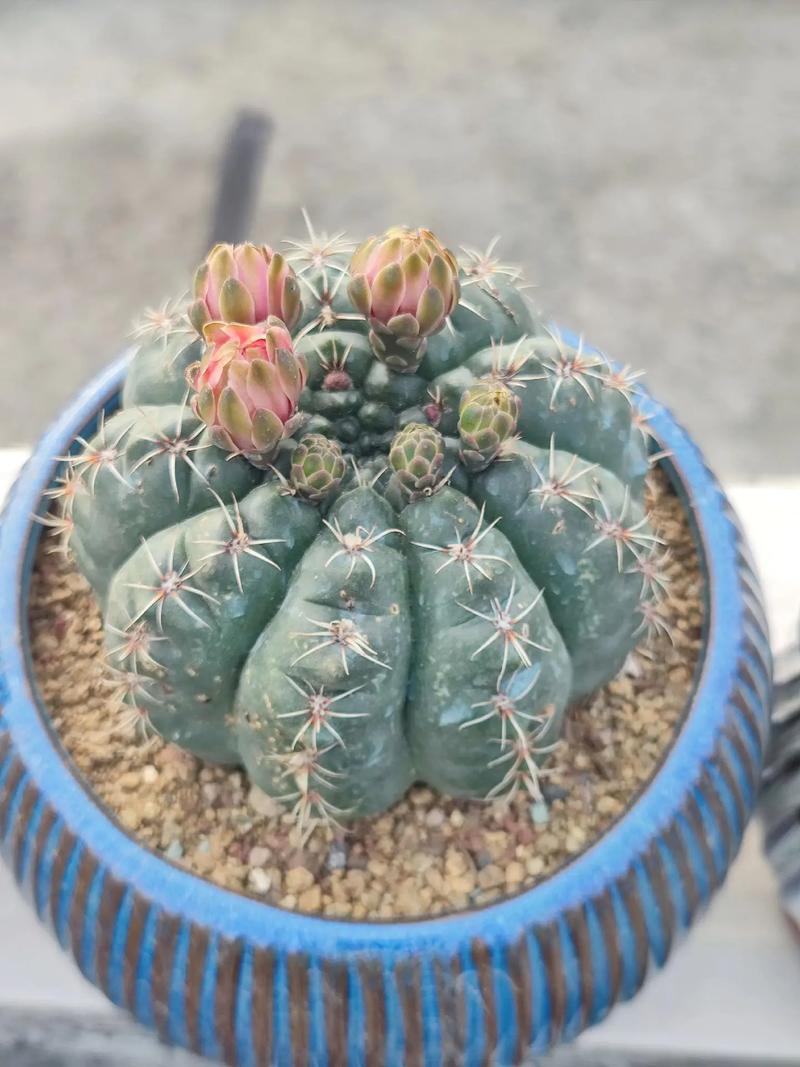 蔷薇花的风水作用，蔷薇花风水怎么样-第4张图片-优品飞百科