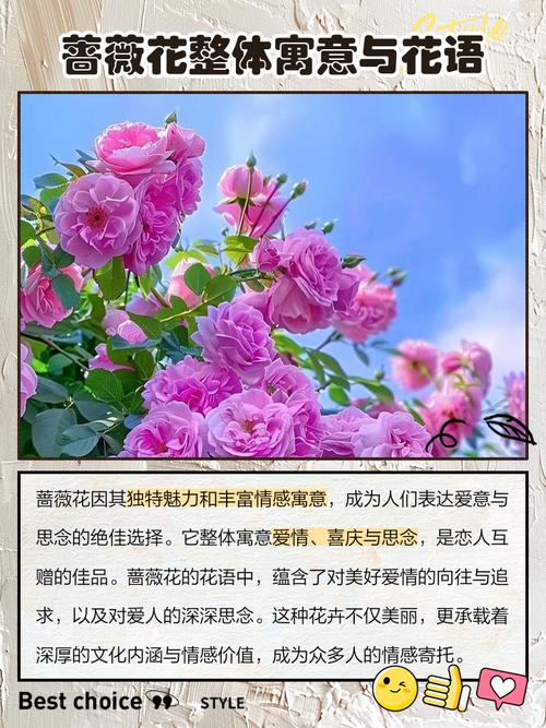 蔷薇花的风水作用，蔷薇花风水怎么样-第5张图片-优品飞百科