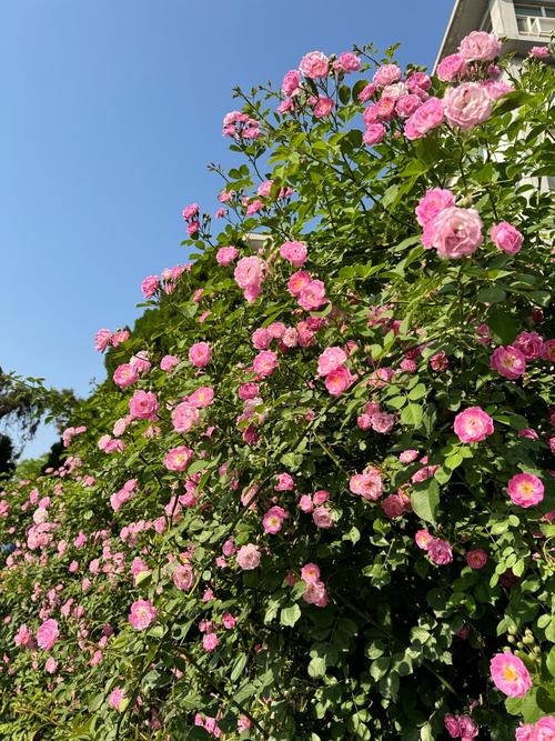 蔷薇花的风水作用，蔷薇花风水怎么样-第6张图片-优品飞百科