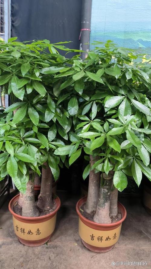 发财树摆放在哪里比较好，发财树摆在什么地方合适？-第1张图片-优品飞百科