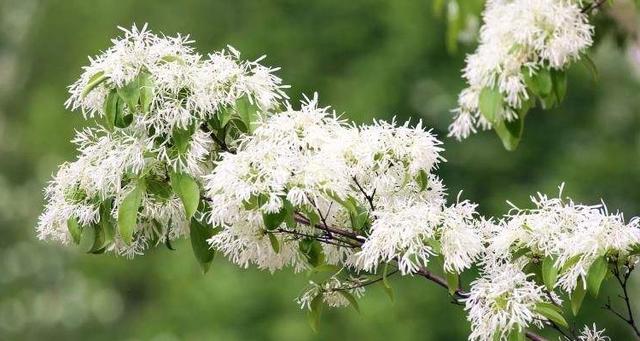完全花有哪些花?完全花都有哪些花?-第1张图片-优品飞百科 完全花有哪些花?完全花都有哪些花?-第1张图片-优品飞百科