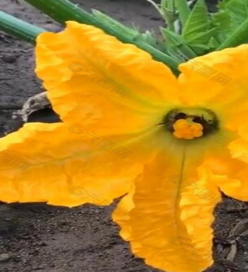 完全花有哪些花?完全花都有哪些花?-第4张图片-优品飞百科 完全花有哪些花?完全花都有哪些花?-第4张图片-优品飞百科