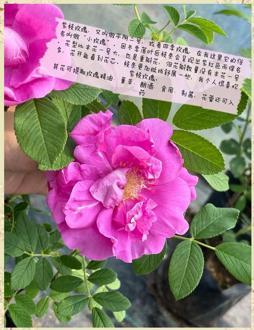 大马士革玫瑰能吃吗?大马士革玫瑰别名?-第1张图片-优品飞百科 大马士革玫瑰能吃吗?大马士革玫瑰别名?-第1张图片-优品飞百科