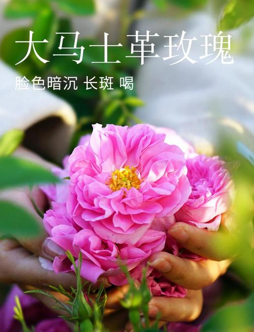 大马士革玫瑰能吃吗?大马士革玫瑰别名?-第3张图片-优品飞百科 大马士革玫瑰能吃吗?大马士革玫瑰别名?-第3张图片-优品飞百科