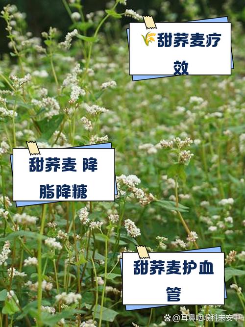 荞麦的功效与作用？荞麦的功效与作用及食用方法？-第1张图片-优品飞百科