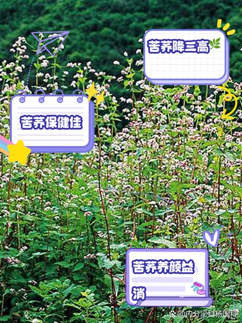 荞麦的功效与作用？荞麦的功效与作用及食用方法？-第3张图片-优品飞百科